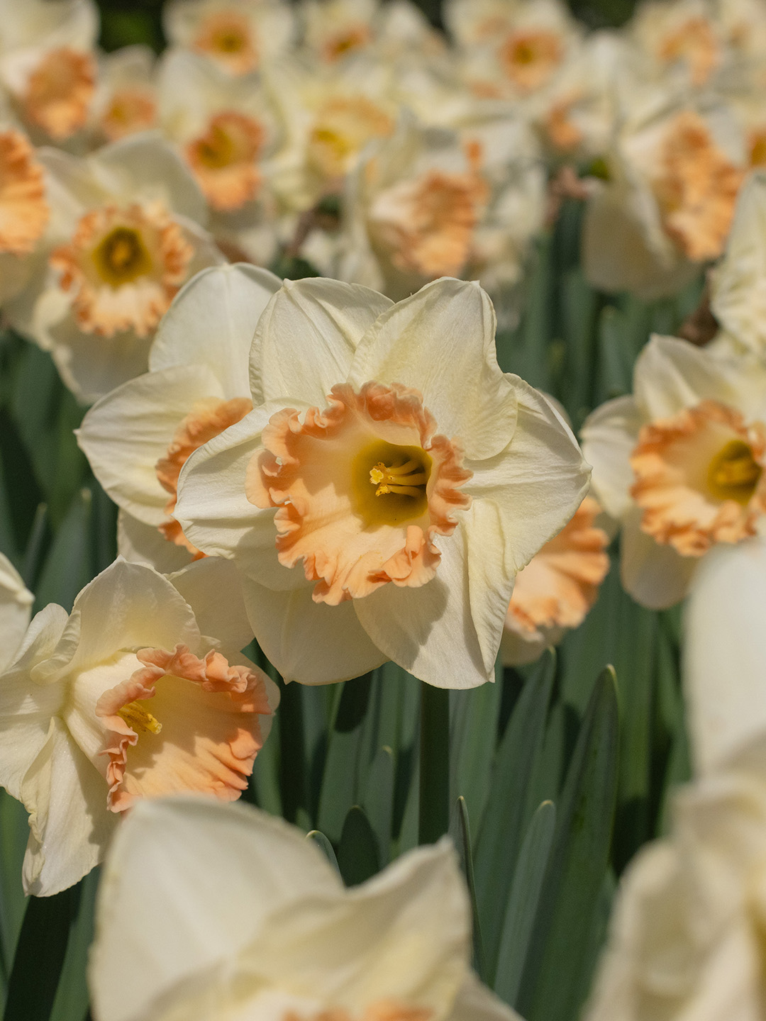 Narcissus-Martha-Steward Daffodil Martha Stewart