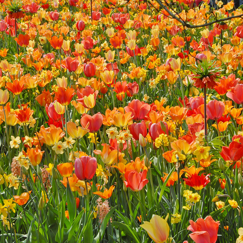 Spring Bulb Collection "on Fire" 