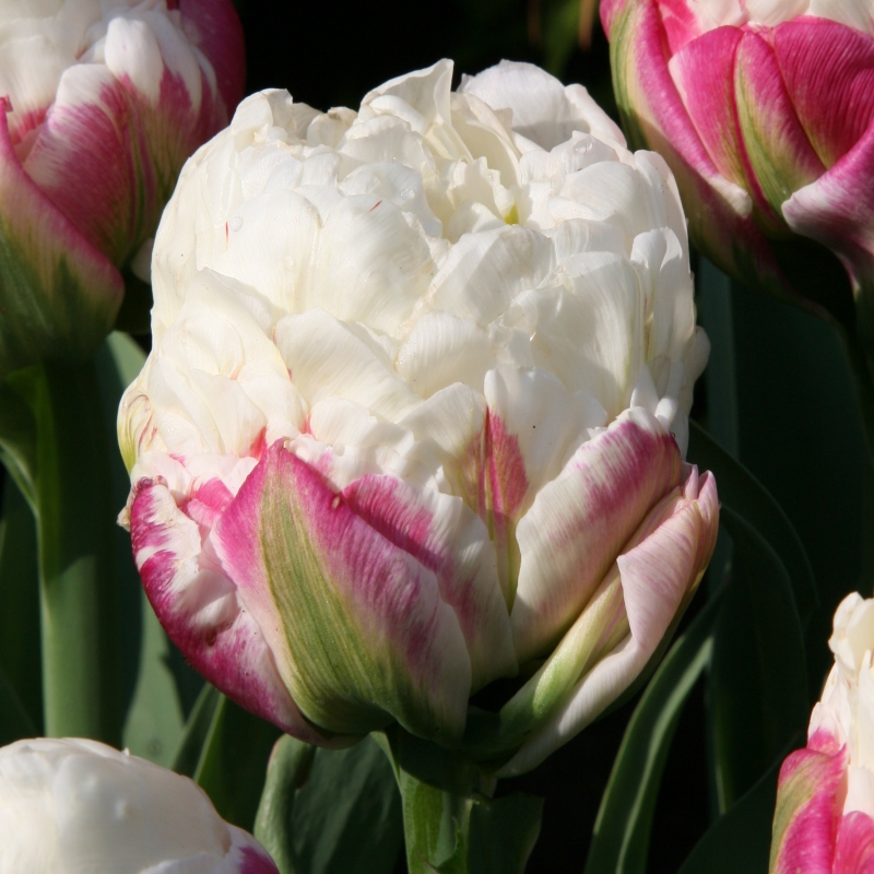 Tulip Ice Cream
