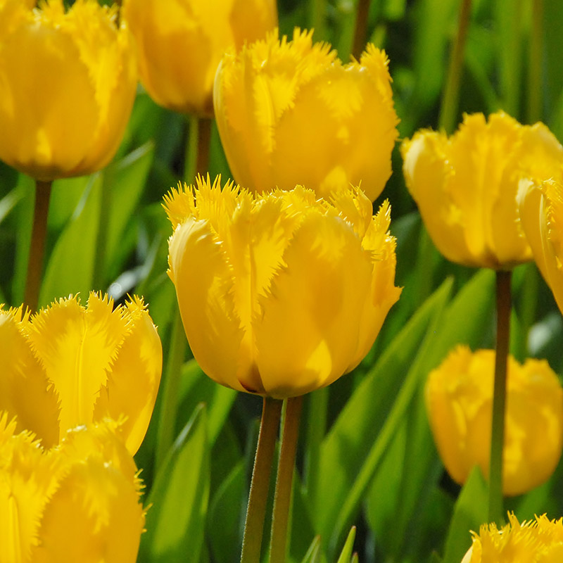 Tulipa Crystal Star®
