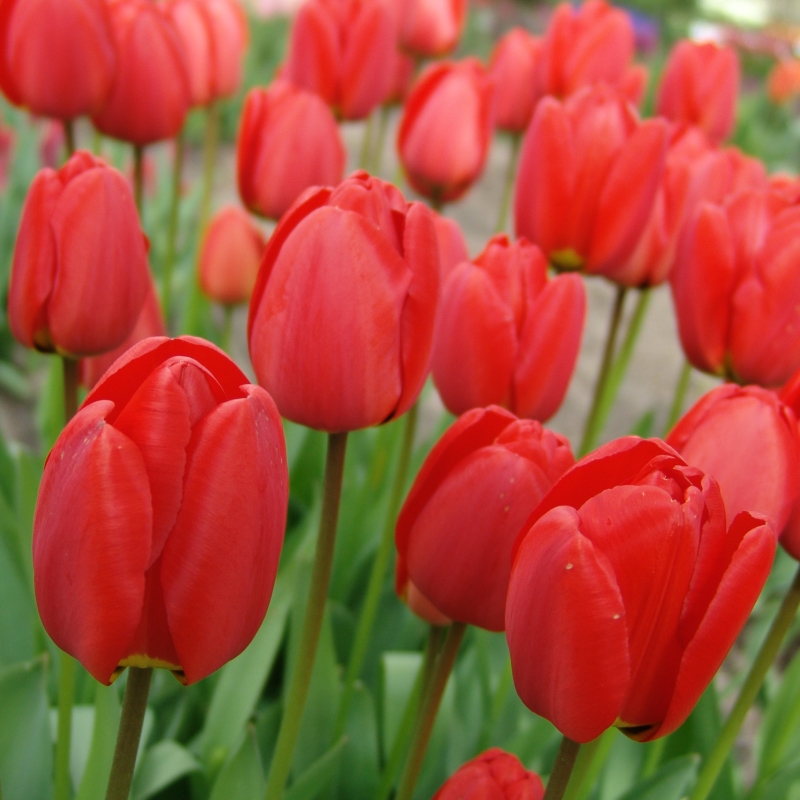2370 Tulip Parade