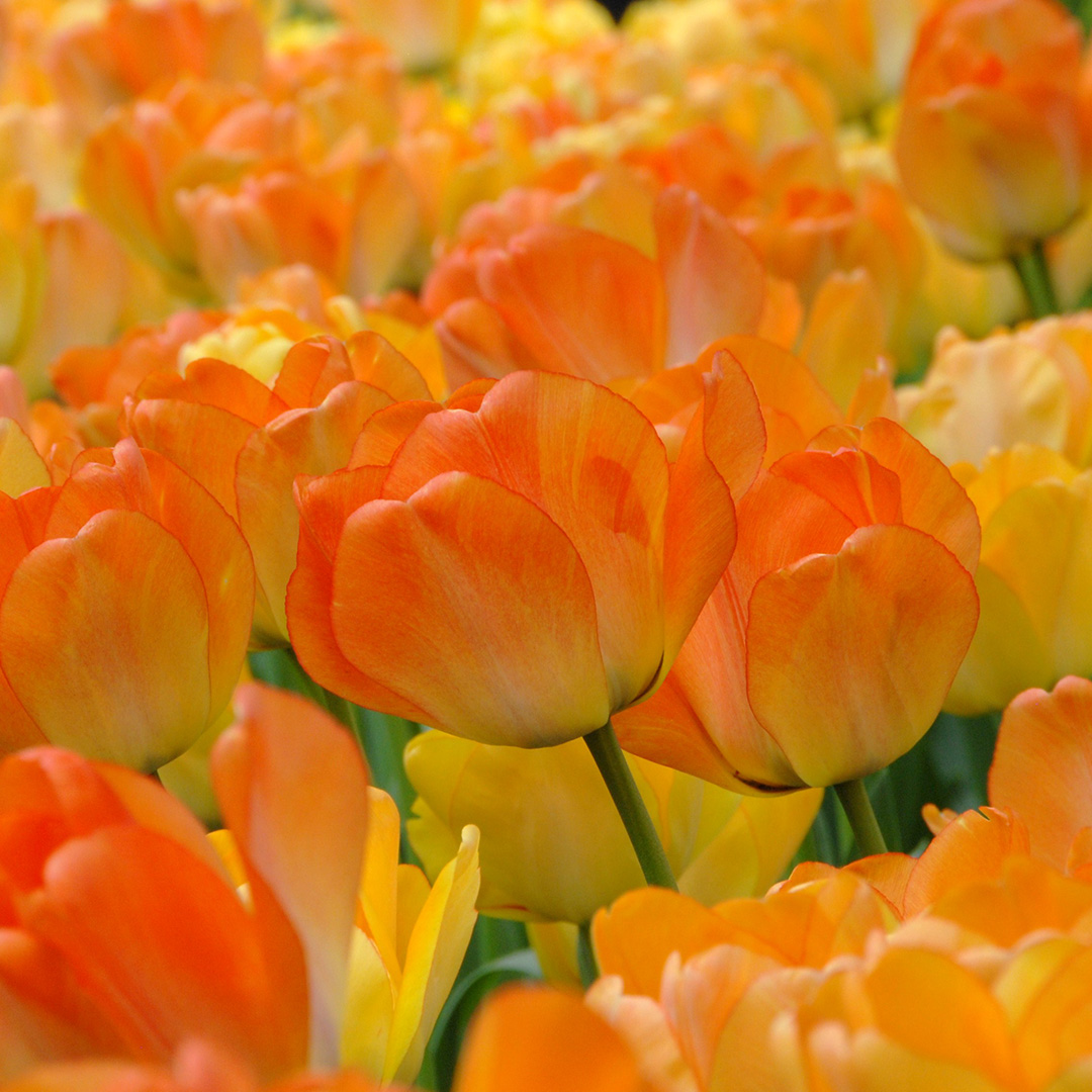 Tulip Daydream