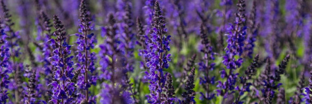 Geurende-planten-menu