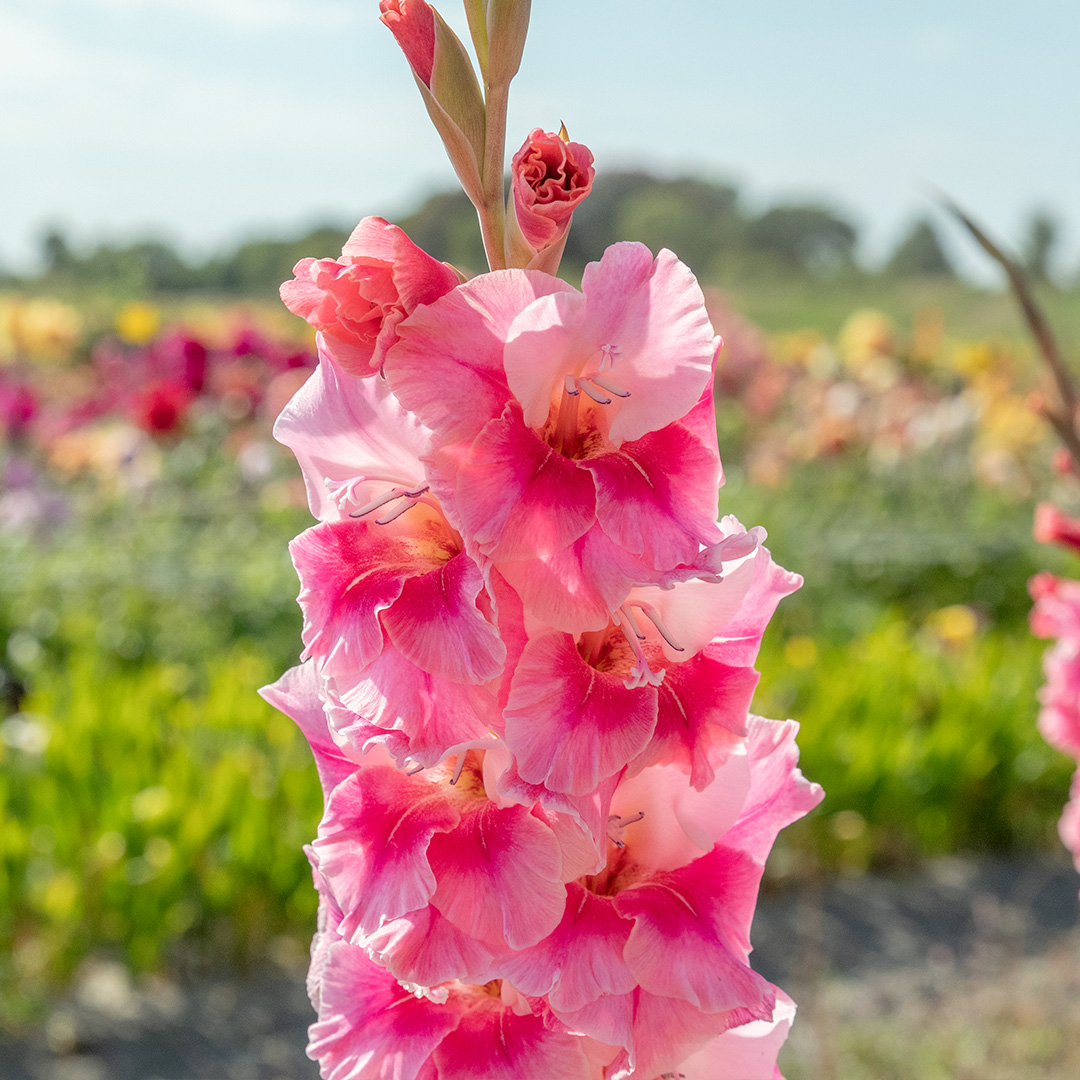 Gladiolus Pink Parrot