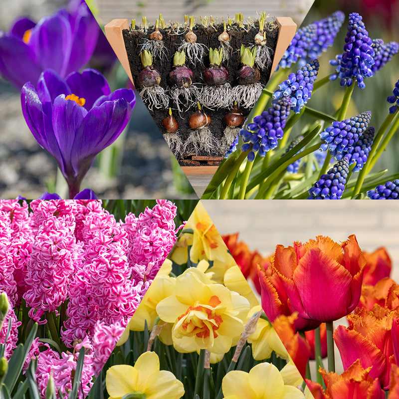 Flower bulb package "Lasagna"