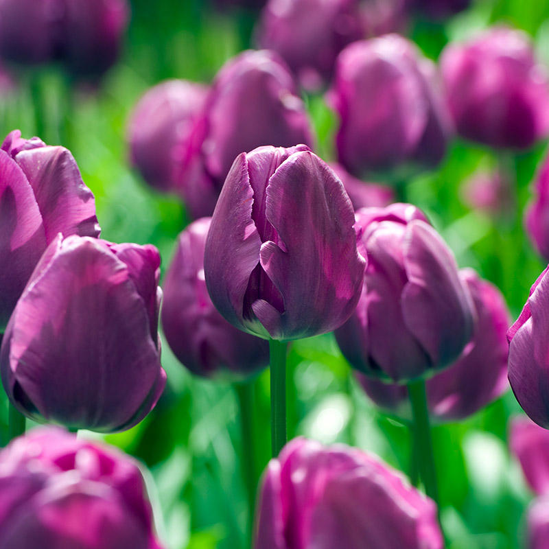 Tulip Negrita