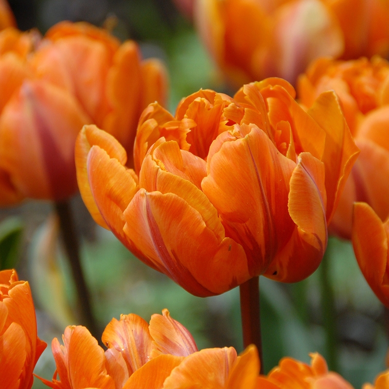 Tulip Orange Princess