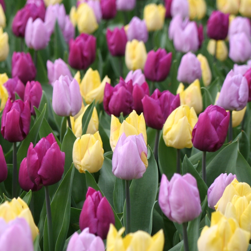 Tulip Middle Flowering mix