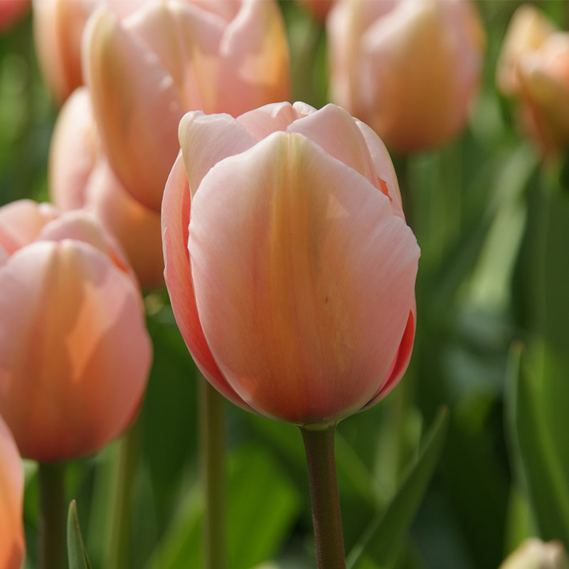 Tulip Salmon Impression®