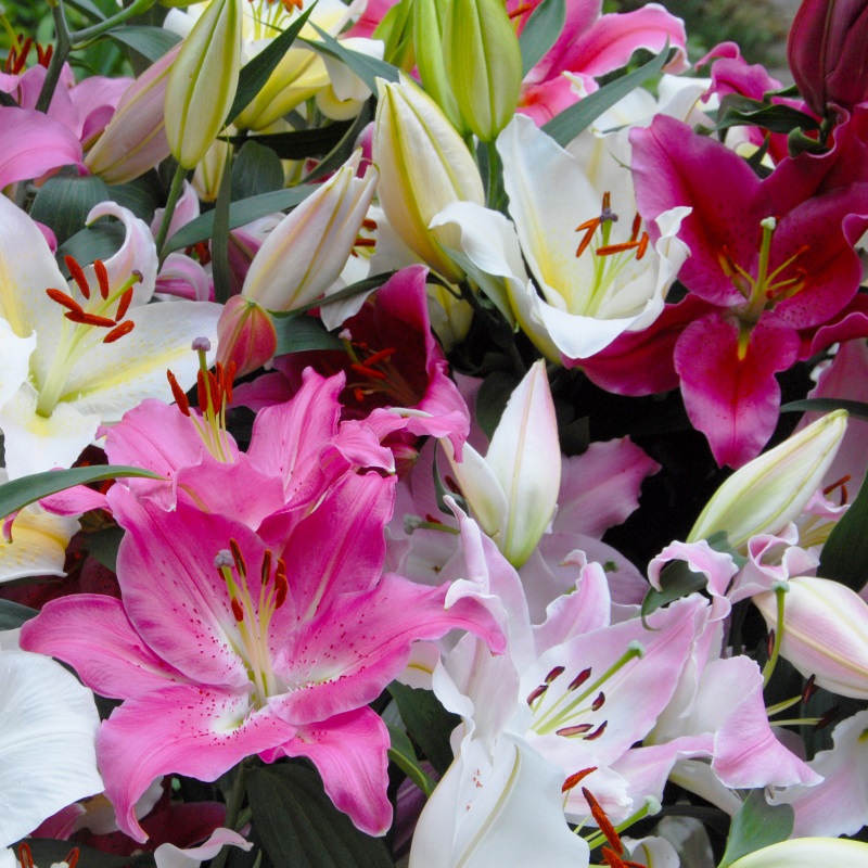 Lilium Oriental Mix