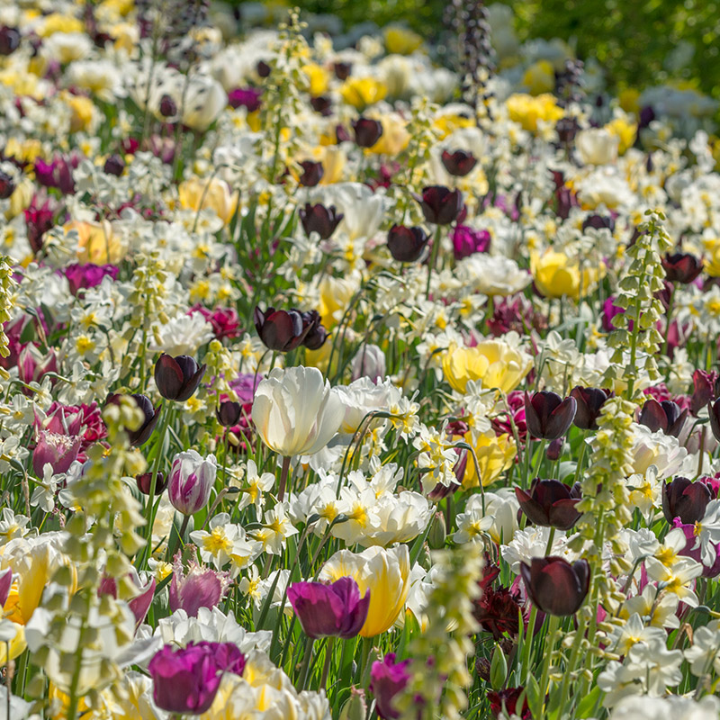 Flower Bulb Collection "Everlasting Spring" 