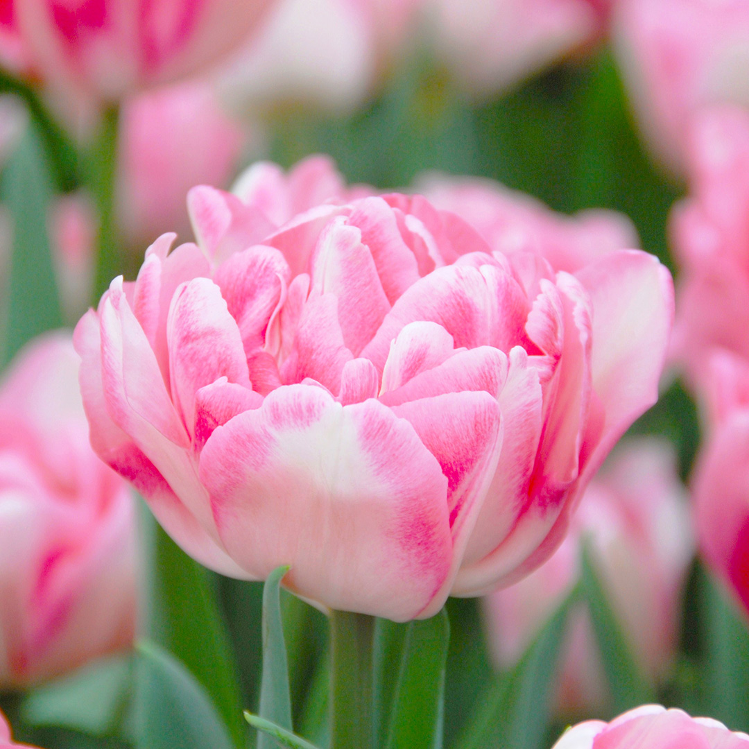 Tulip Foxtrot