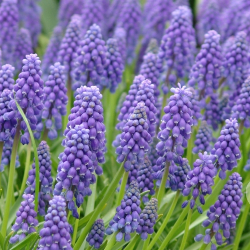 XL-Pack Muscari armeniacum