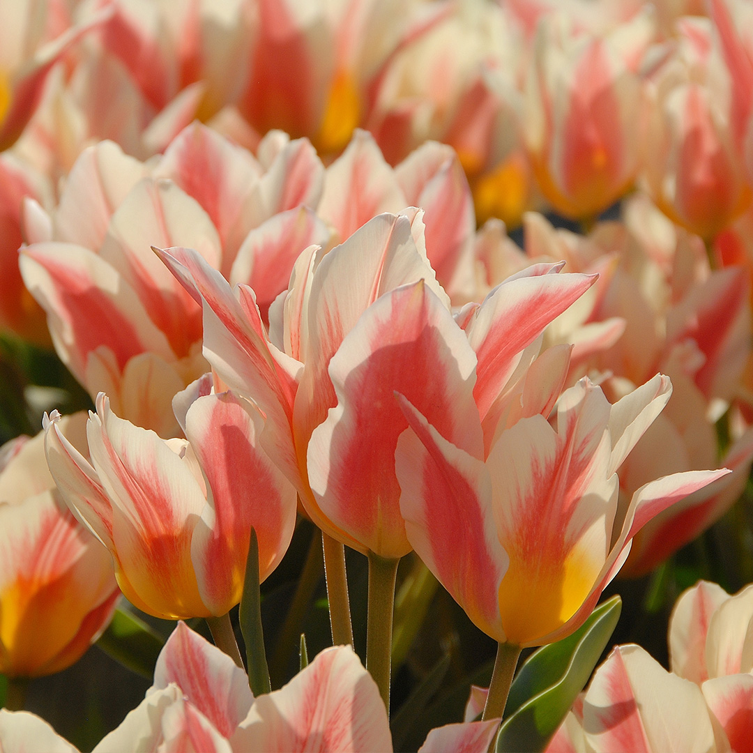 Tulip Quebec Tulip Quebec