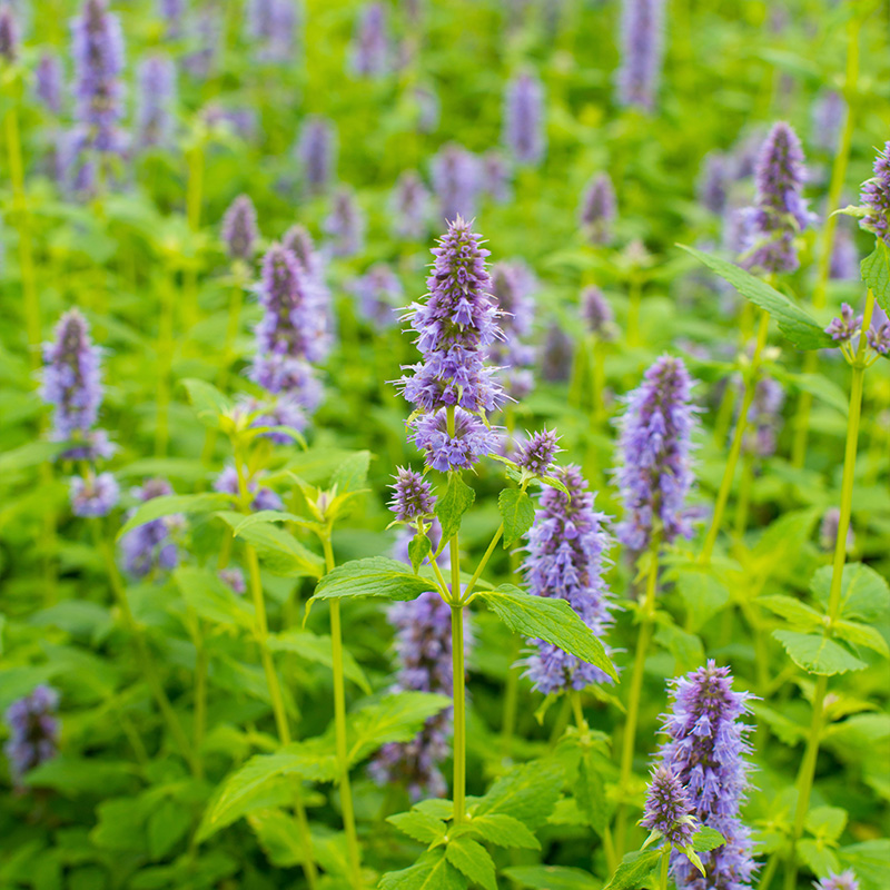 Giant hyssop (Agastache) 'Blue Fortune'