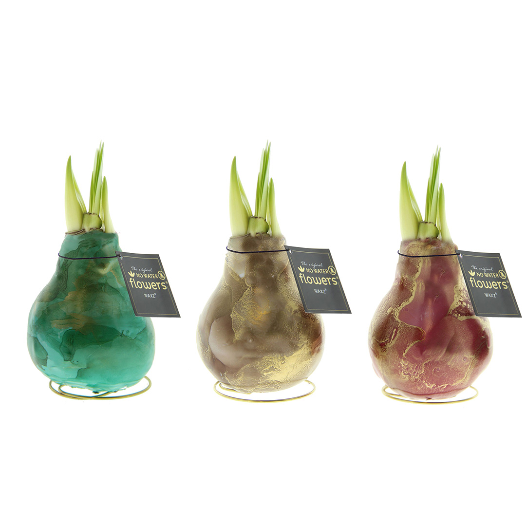 Wax Amaryllis Univerz Mix