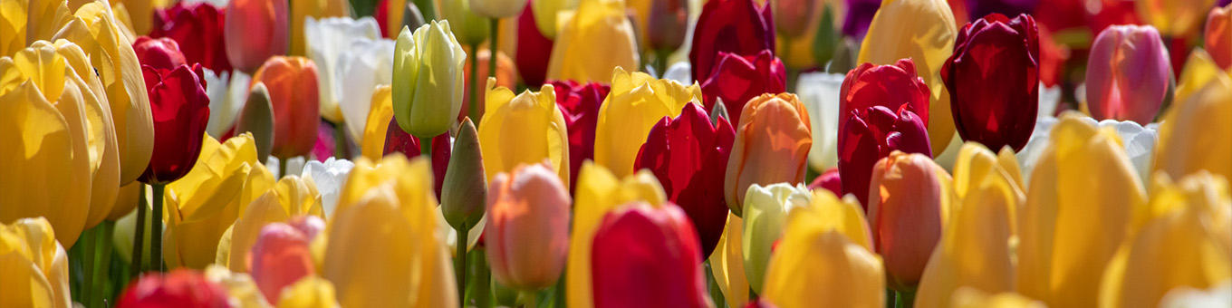 Everything about Tulips
