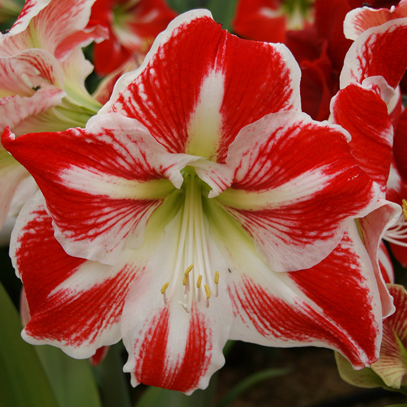 Amaryllis-Spartacus Amaryllis Spartacus®