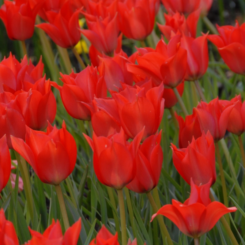 Tulip Linifolia