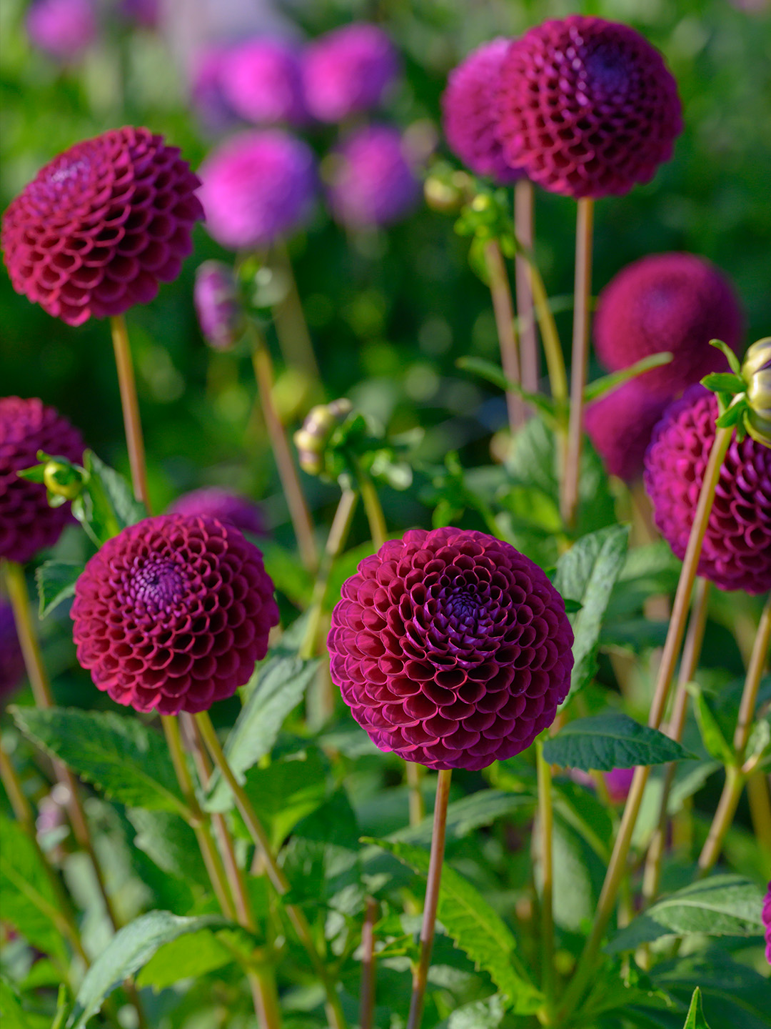 Dahlia Downham Royal