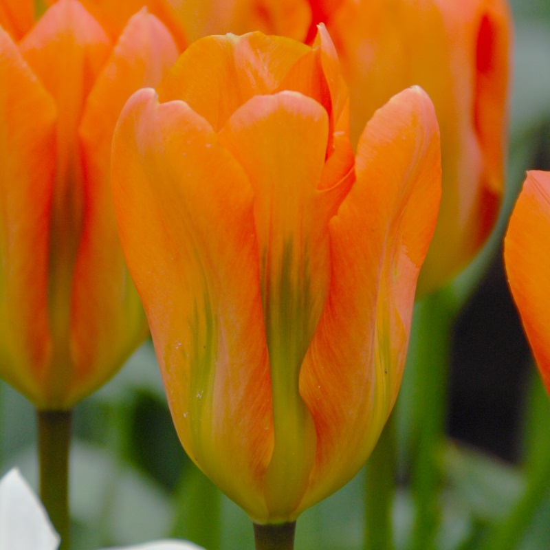 Tulip Orange Emperor