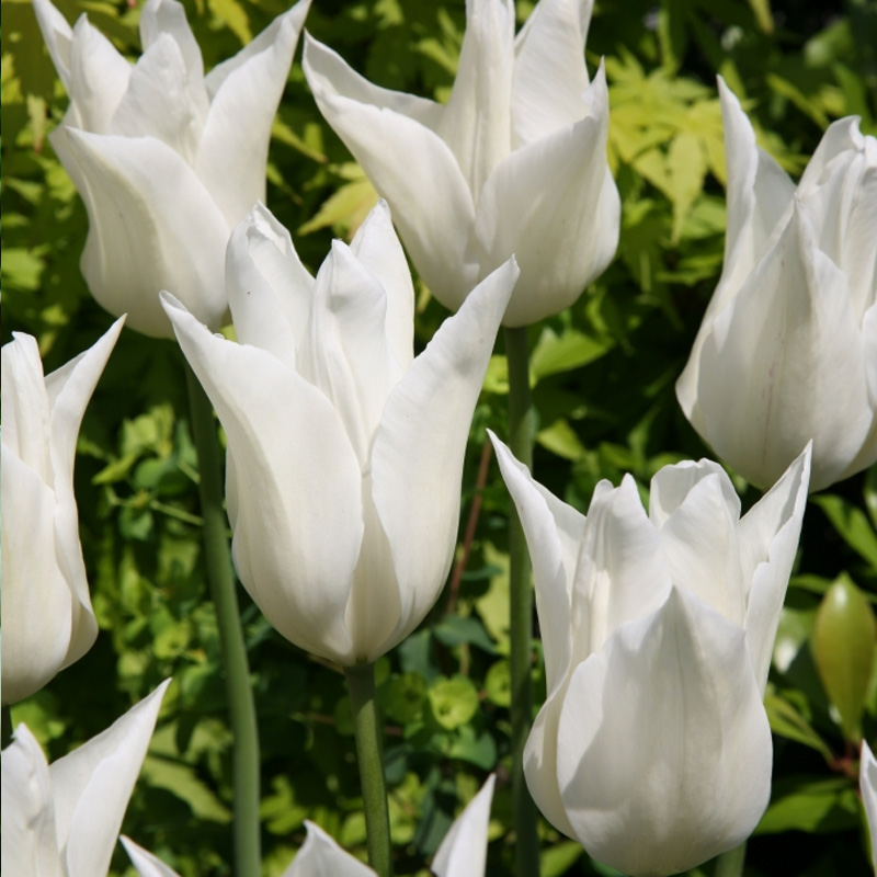 2560-Tulipa-White-Triumphator-04