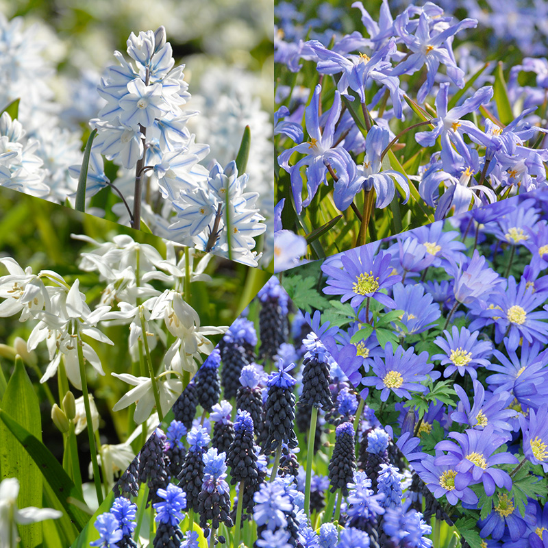Flower Bulb Collection Delft Blue à 250 Flower Bulb Collection Delft Blue à 250