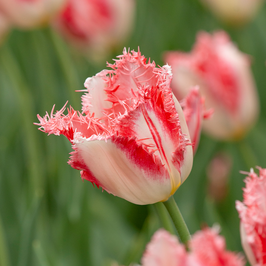 Tulip Sweet Simone Tulip Sweet Simone