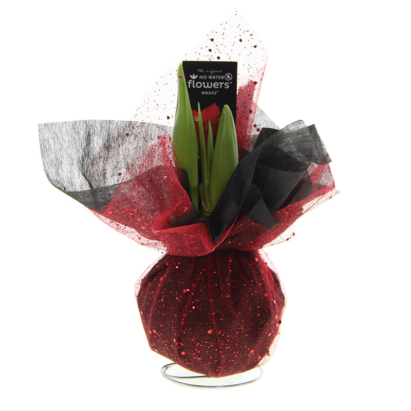 Amaryllis Xmas Wrapz Red