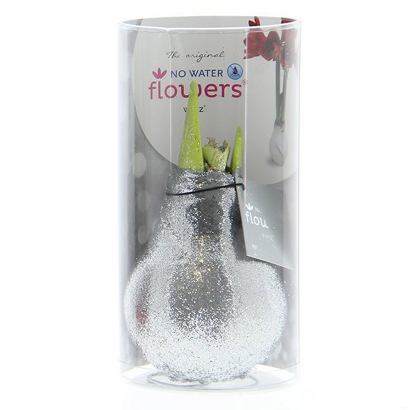 Wax Amaryllis Glitterz Silver in a Tube