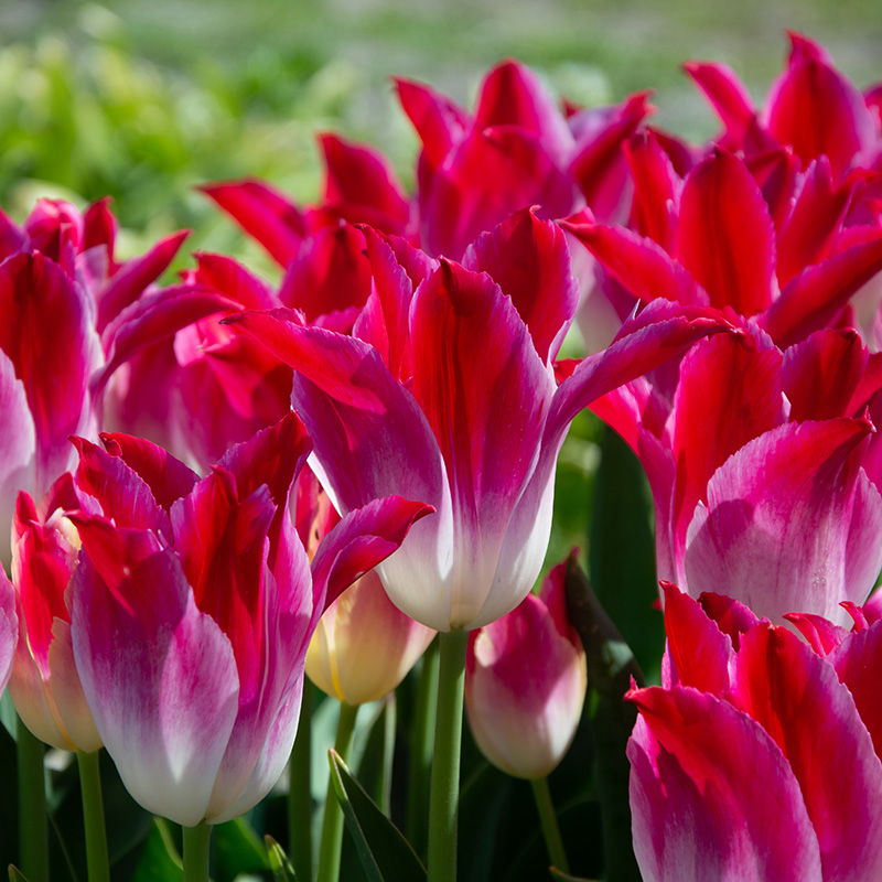 2049-Tulipa-Whispering-Dream-03