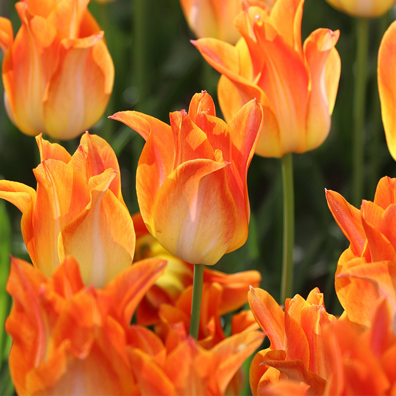 Tulip Moonblush