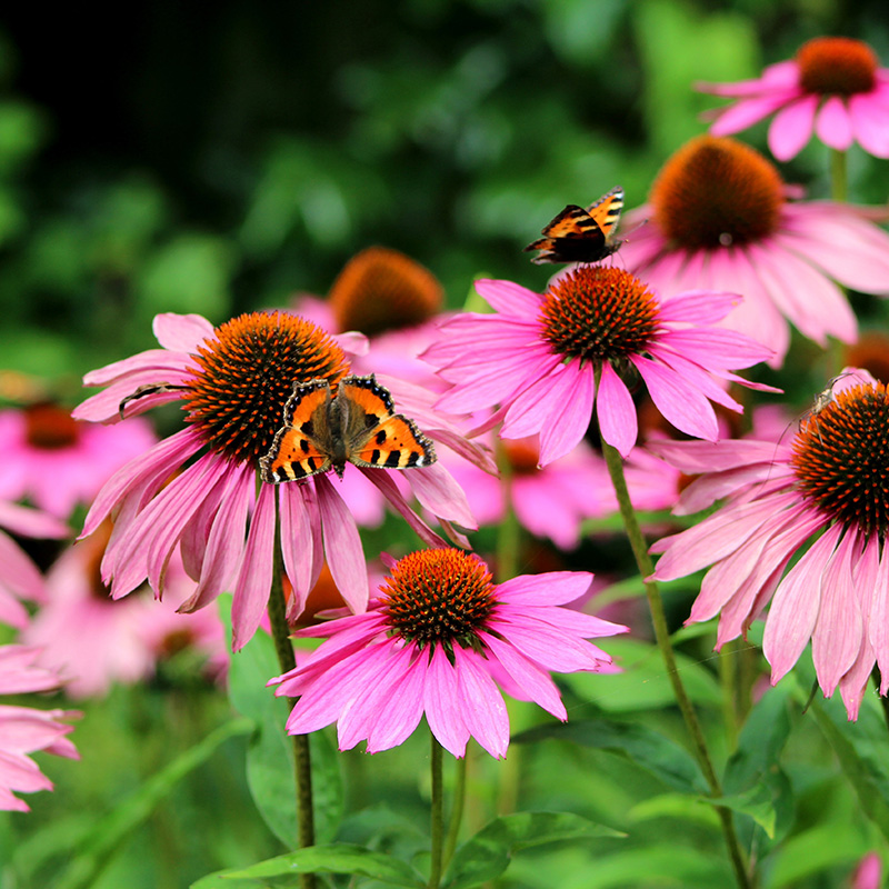Purple coneflower (Echinacea purp.) 'Magnus'