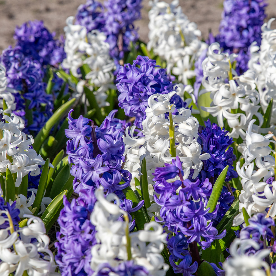 Hyacinth Blue & White Mix Hyacinth Blue & White Mix