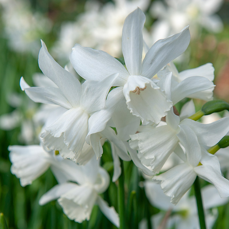 3230-Narcissus-Thalia-03 Daffodil Thalia