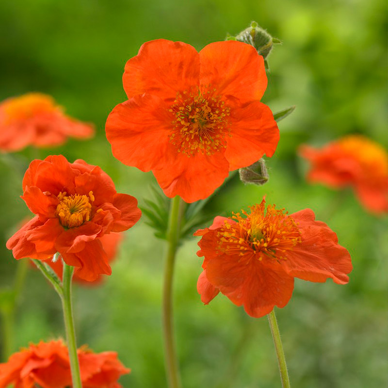 Avens (Geum cocc.) 'Borisii'
