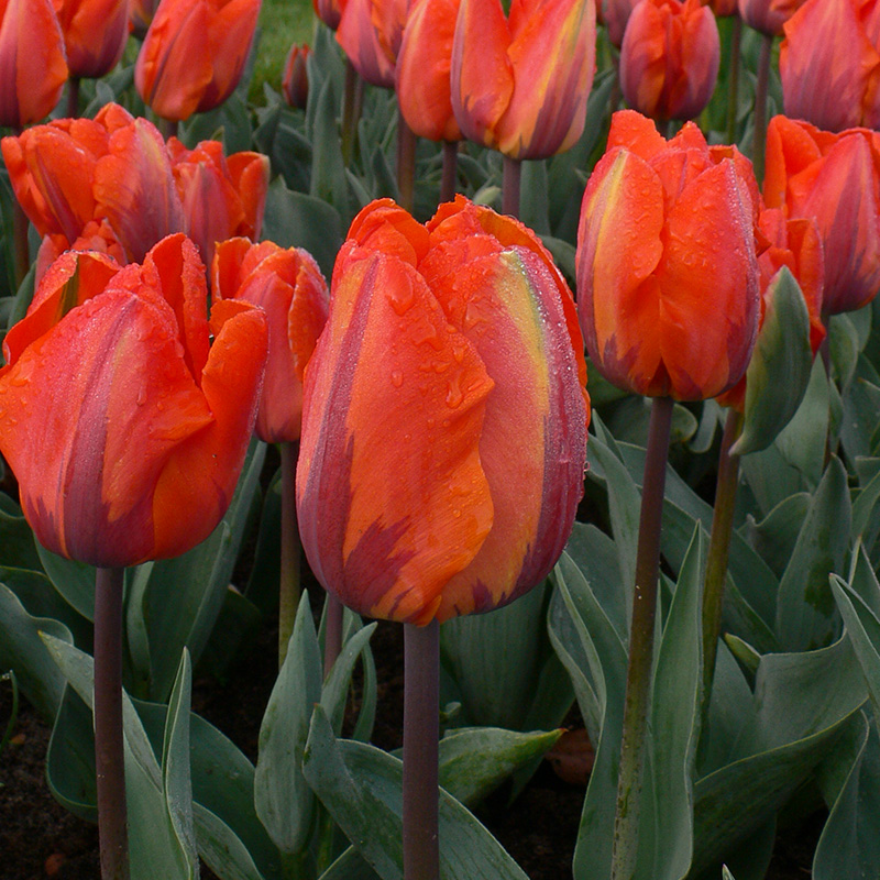 Tulip Hermitage