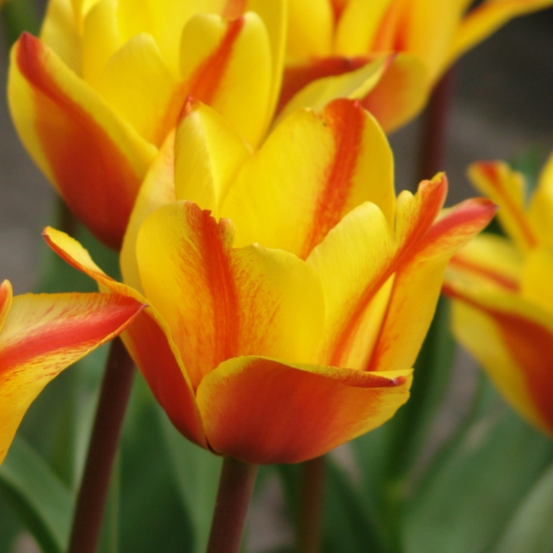 Tulip Cape Cod