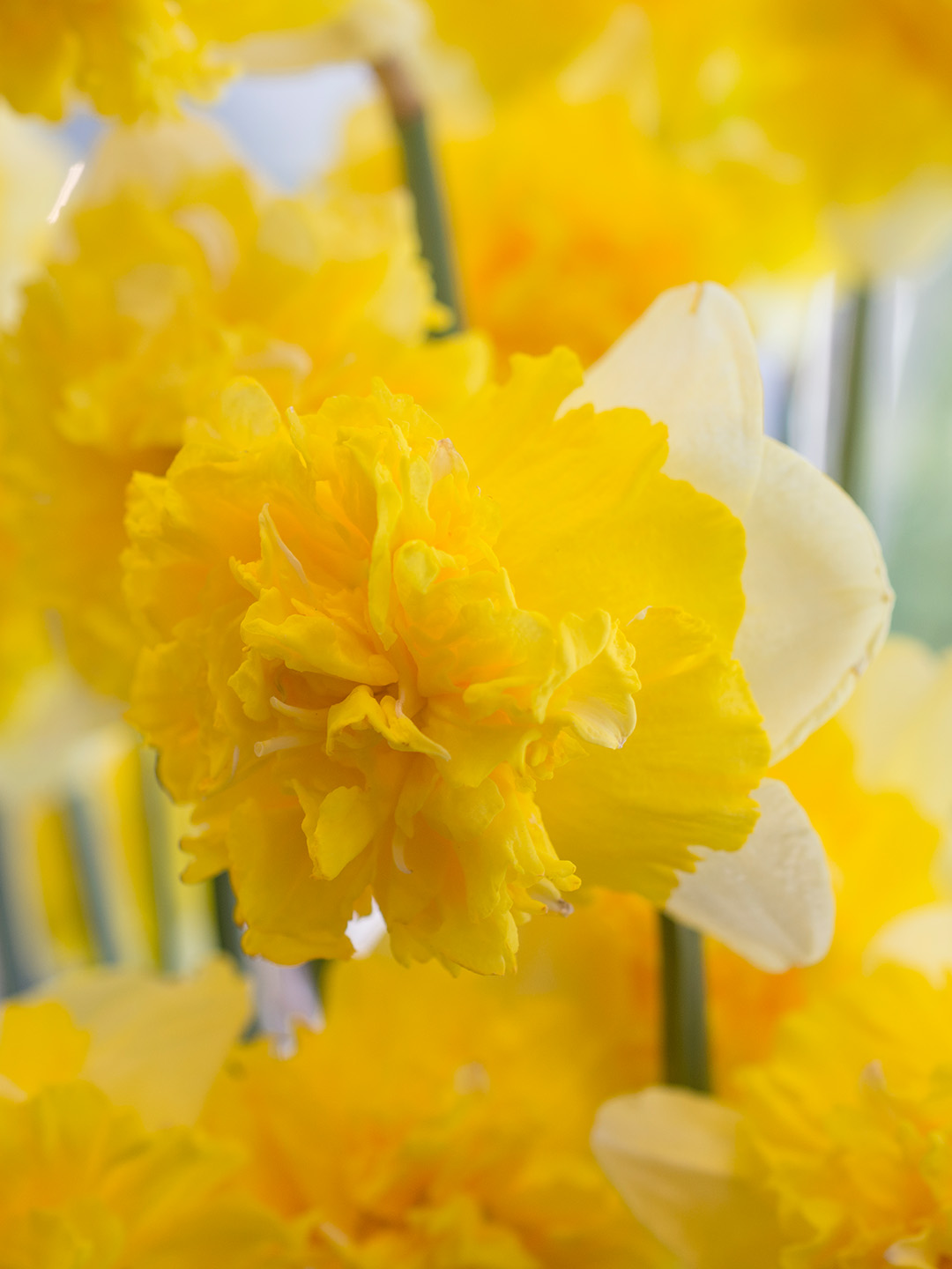 Daffodil Full House