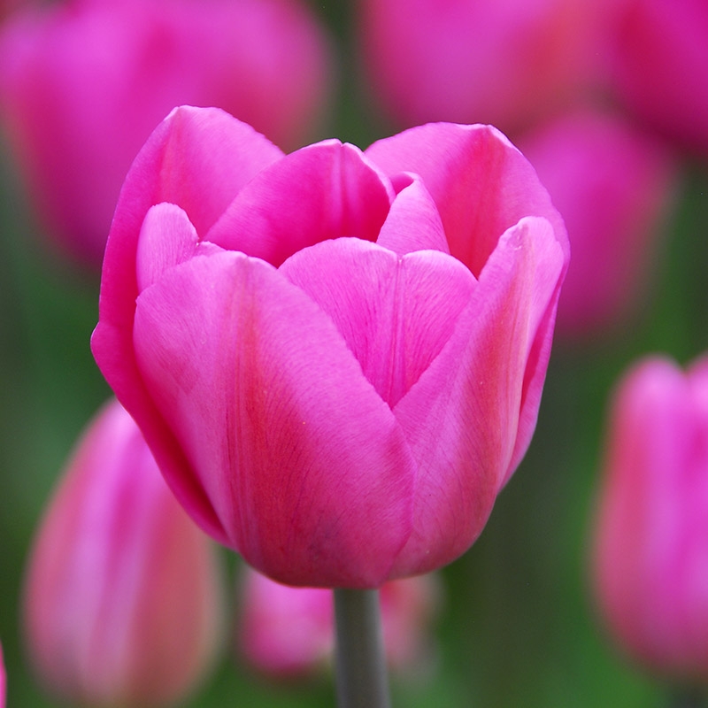XL-Pack Tulip Don Quichotte