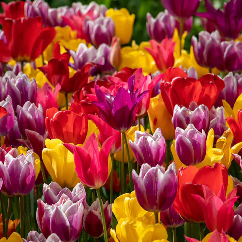 Tulip Bulb Collection "Colourful Spring" 
