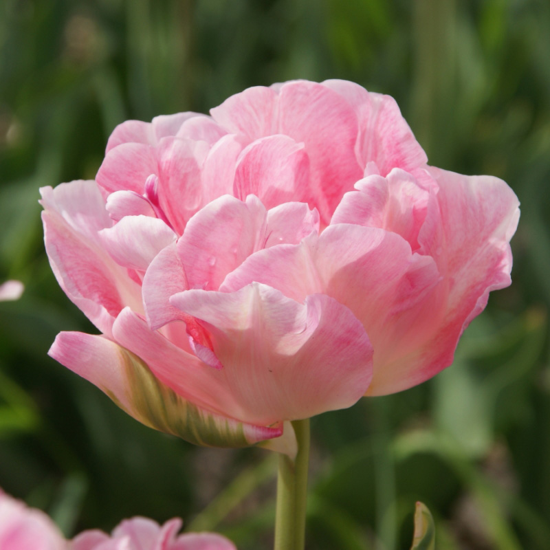 2030-Tulipa-Angelique Tulip Angelique