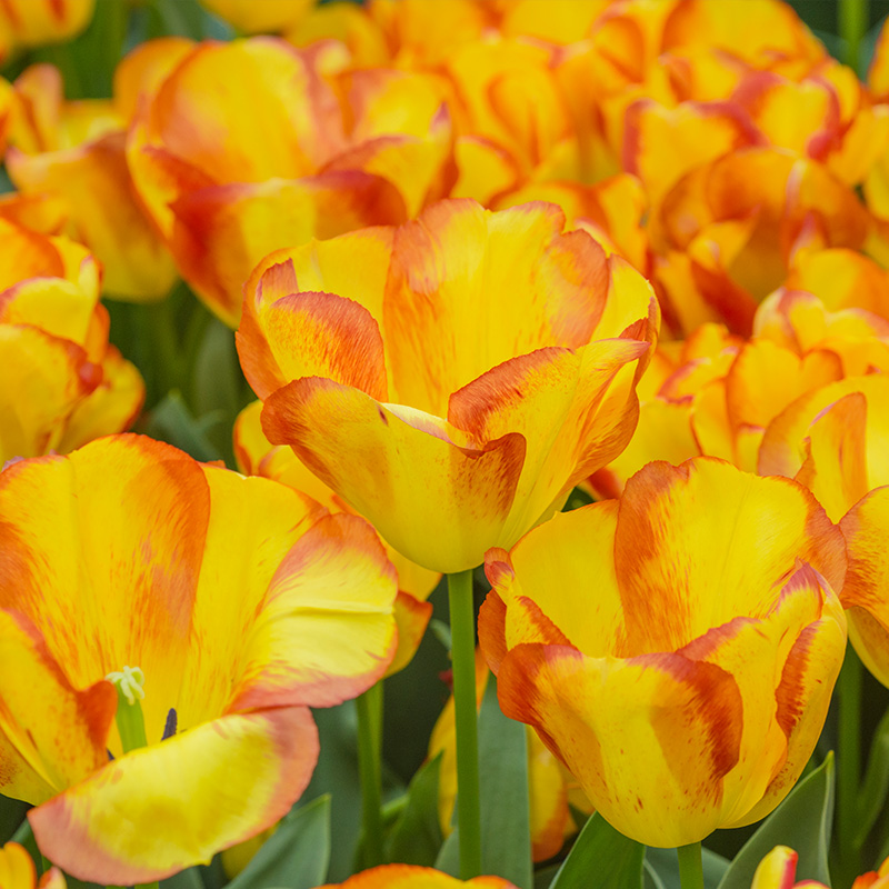 2043-Tulipa-Outbreak-R Tulip Outbreak®