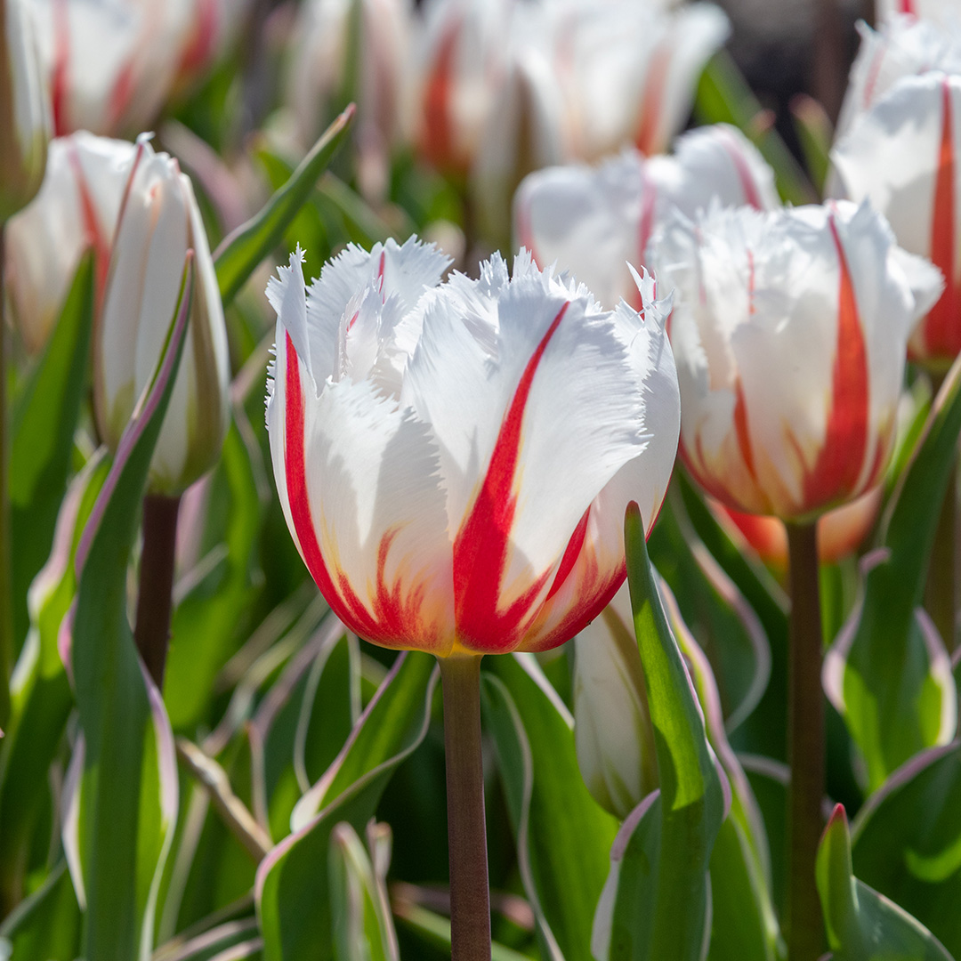 Tulip Salsa