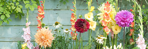 Zomerbloeiers-menu