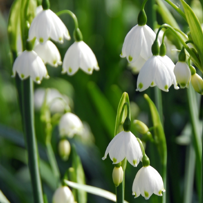6115-LEUCOJUM-AESTIVUM