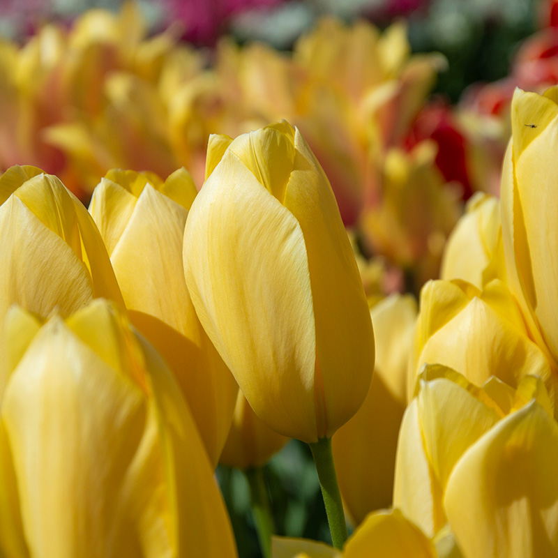 2070-Tulipa-Big-Smile-02