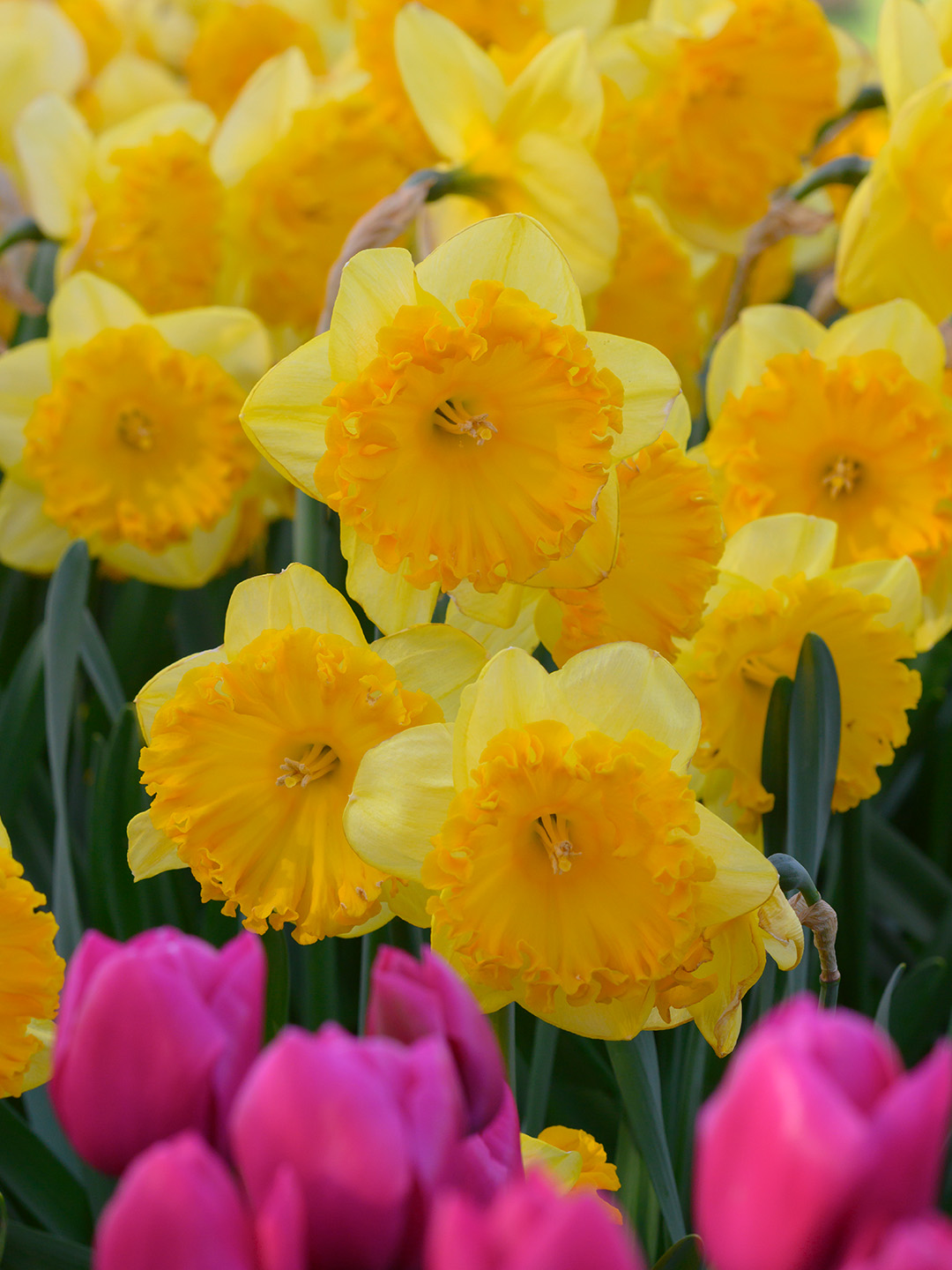 Narcissus-Ferris-Wheel Daffodil Ferris Wheel