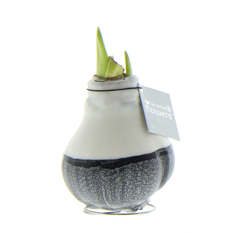 Wax Amaryllis Dipz Black