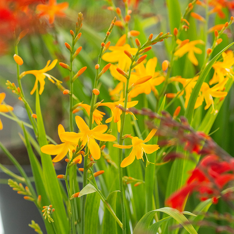 Crocosmia George Davison